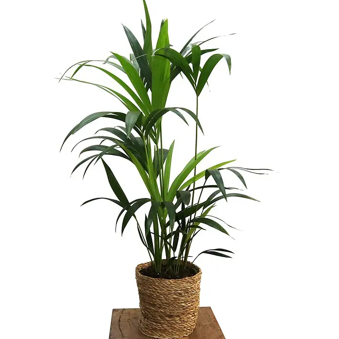 Kentiapalme im Korb - Fatsia japonica, Topfgröße: 17 cm - Grüne Topfpflanze in einem natürlichen Korbtopf auf einer Holzoberfläche.