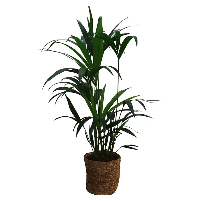 Strelitzie in Korb - Strelitzia nicolai, Topfgröße: 17 cm - Üppige grüne Topfpflanze mit schlanken Blättern in einem runden, geflochtenen braunen Topf.