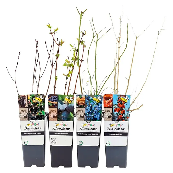 Obstpflanzen-Mix Wellnessobst - 4 Stk., Aronia prunifolia ‘Viking’, Lonicera kamtschatica (Honigbeere), Vaccinium corymbosum ‘Bluecrop’, Lycium barbarum (Goji), 2 l - Vier Topf-Beerenpflanzen (Aronia, Lonicera, Vaccinium, Lycium) mit farbigen Etiketten.