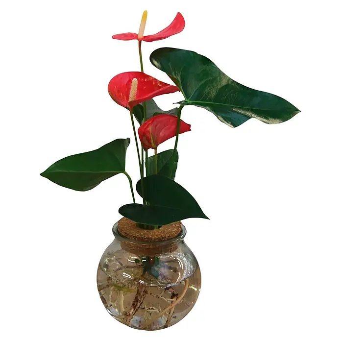 Flamingoblume Waterplant im Glas - Anthurium, Rot - Anthurienpflanze mit roten Blüten und grünen Blättern in einer klaren Glasvase, Wurzeln im Wasser sichtbar.
