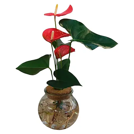 Flamingoblume Waterplant im Glas
