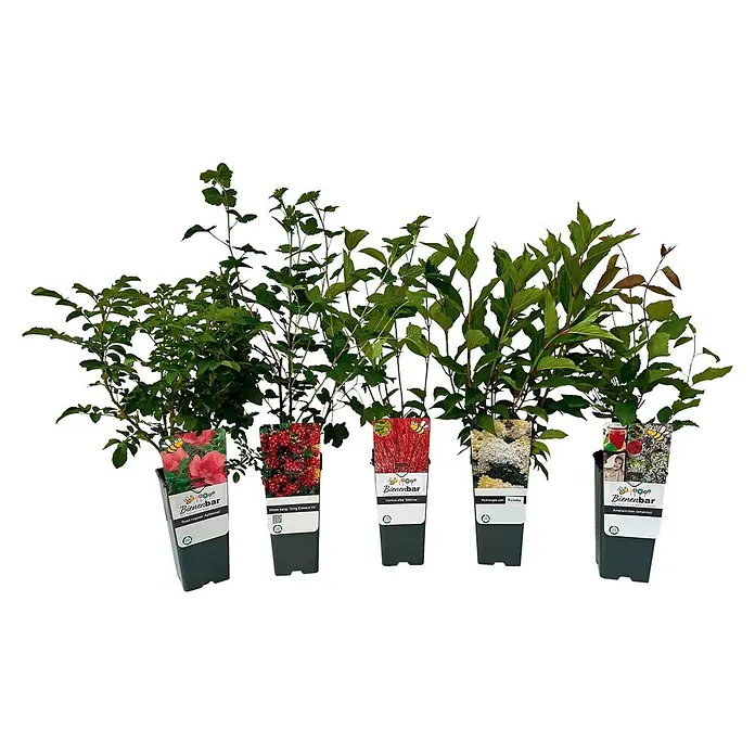 Pflanzen-Mix bunte Blühhecke - 5 Stk., Weigela florida, Forsythia × intermedia, Buddleja davidii (blau & rosa), Hydrangea paniculata, 2 l - Fünf verschiedene Topfpflanzen: Rosa rugosa 'Apfelrose', Ribes sang., Cornus alba, Hydrangea pan. und Amelanchier lamarckii, jeweils mit Etikett.