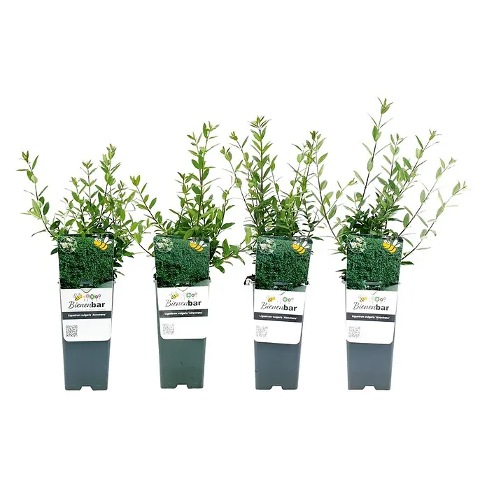 Pflanzen-Mix Ligusterhecke - 4 Stk., Ligustrum vulgare, 2 l - Vier Ligustrum vulgaris 'Atrovirens' Pflanzen in dunklen Töpfen, mit Etiketten mit Bienenmotiv.
