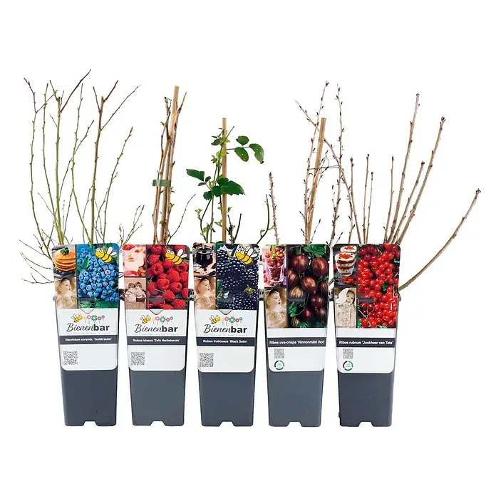 Obstpflanzen-Mix Beerengarten - 5 Stk., Vaccinium corymbosum ‘Goldtraube’, Rubus idaeus ‘Zefa 3’, Rubus fruticosus ‘Black Satin’, Ribes uva‑crispa ‘Hinnonmäki rot’, Ribes rubrum ‘Jonkheer van Tets’, 2 l - Fünf junge Beerenpflanzen in dunkelgrauen Töpfen mit informativen Etiketten.