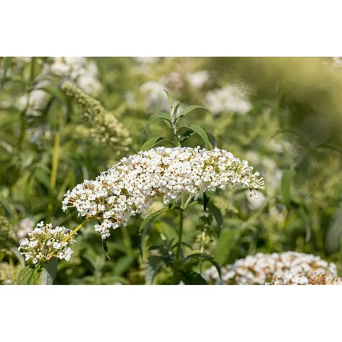Pflanzen für dich Sommerflieder 60-100 cm - Buddleja davidii 'White Chip', Weiß - Nahaufnahme von weißen Blüten mit kleinen, dicht gedrängten Blütenständen und gelb-orangen Zentren.