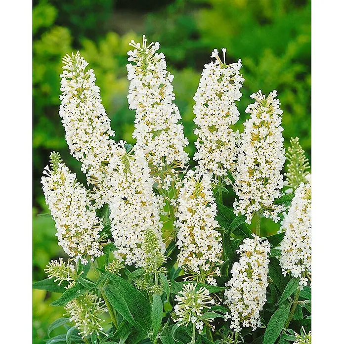 Pflanzen für dich Sommerflieder 40-60 cm - Buddleja davidii 'Buzz Ivory', Creme - Strahlend weiße Buddleja mit zahlreichen ährenförmigen Blütenständen.