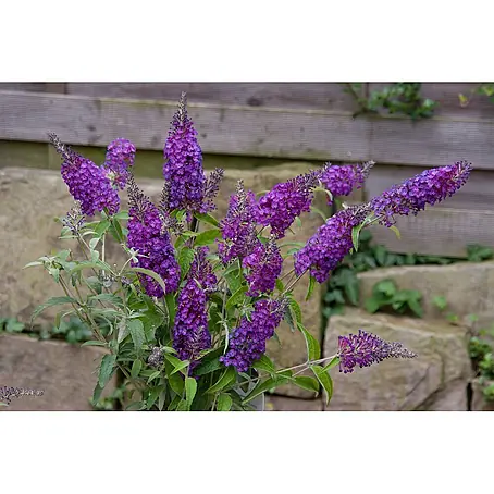 Pflanzen für dich  Sommerflieder 30-40 cm