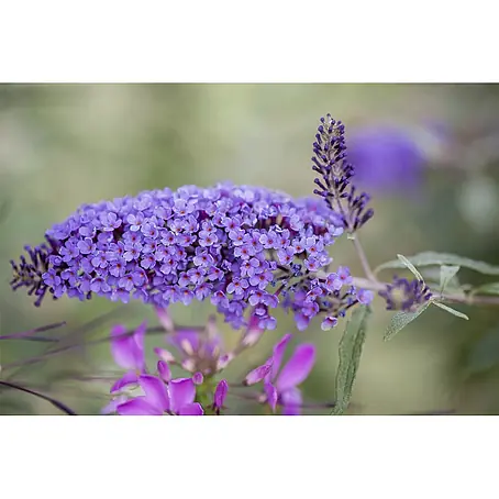 Pflanzen für dich  Sommerflieder 15-20 cm
