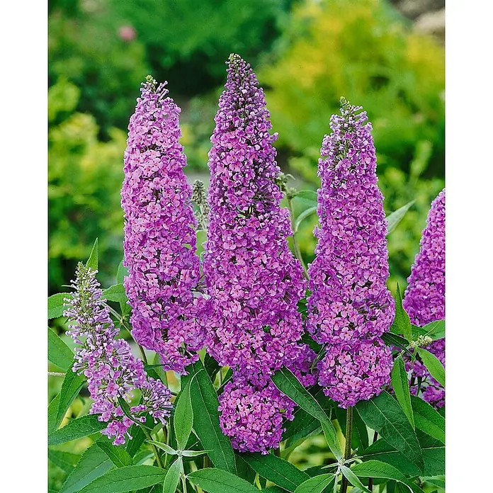 Pflanzen für dich Sommerflieder Sommerflieder - Buddleja davidii 'Ile de France', Violett - Mehrere leuchtend violette Sommerflieder-Blütenrispen mit grünen Blättern.