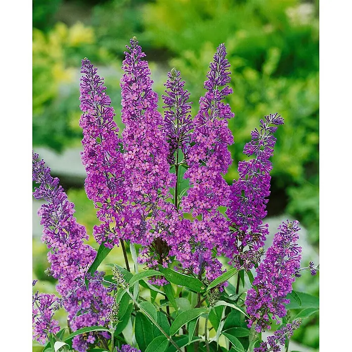 Pflanzen für dich Sommerflieder Sommerflieder - Buddleja davidii 'Ile de France', Violett - Lebhafter lila Schmetterlingsflieder (Buddleja davidii) mit zahlreichen langen Blütenrispen.