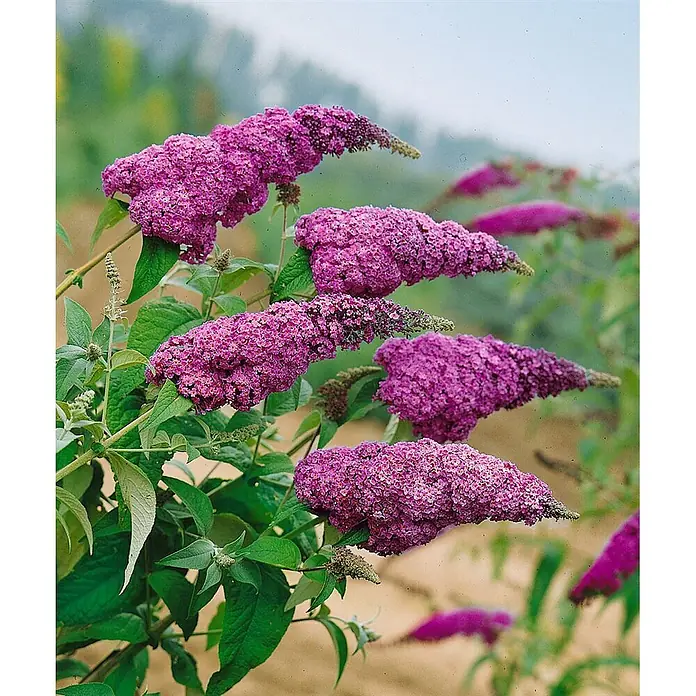 Pflanzen für dich Sommerflieder Sommerflieder - Buddleja davidii 'Ile de France', Violett - Lila Schmetterlingsflieder mit mehreren stacheligen Blütenständen.
