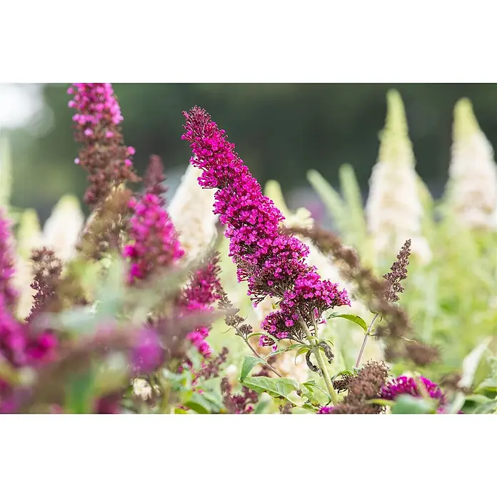 Pflanzen für dich Sommerflieder 40-60 cm - Buddleja davidii 'Buzz Magenta', Rosa - Leuchtend magentafarbene Blütenrispen eines Schmetterlingsstrauchs in voller Blüte.