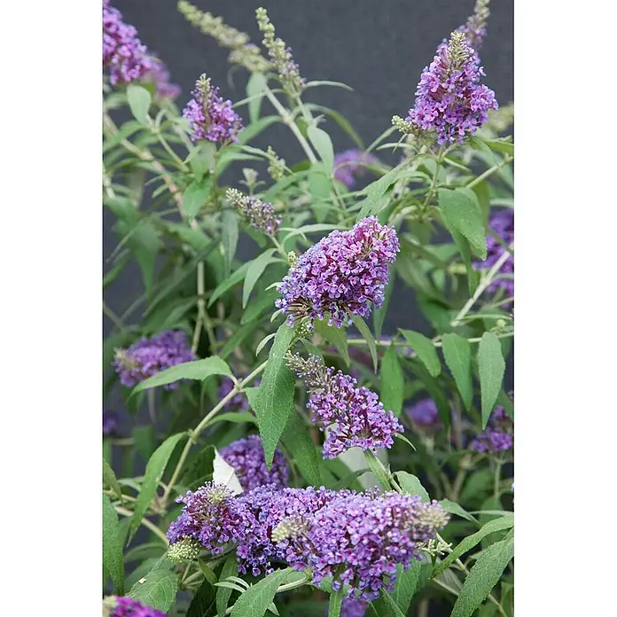 Pflanzen für dich Sommerflieder 40-60 cm - Buddleja davidii 'Buzz Violet', Violett - Büschel leuchtend lila Schmetterlingsfliederblüten blühen zwischen grünem Laub.