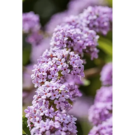 Pflanzen für dich  Sommerflieder 40-60 cm