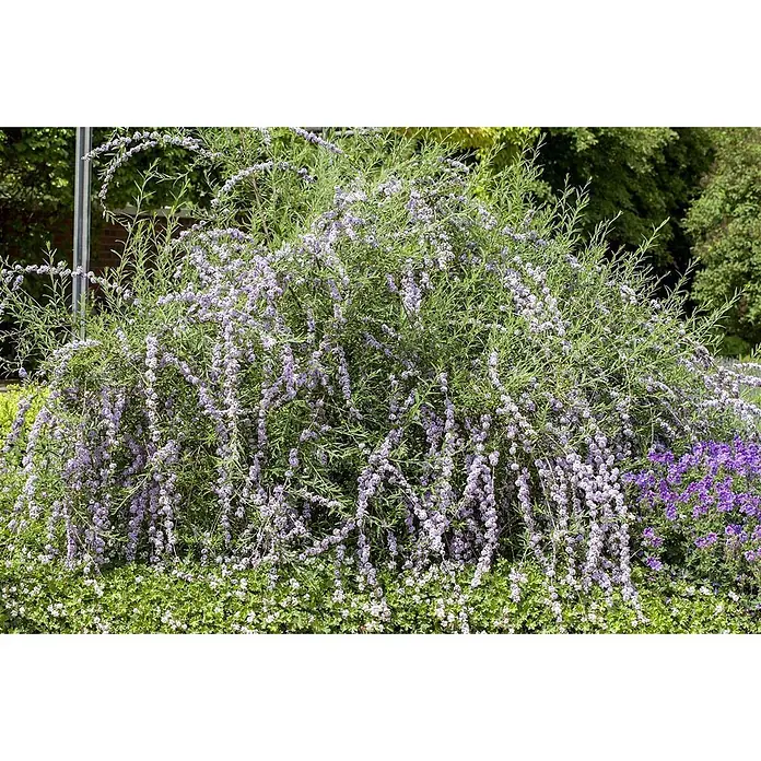 Pflanzen für dich Sommerflieder 100-125 cm - Buddleja alternifolia, Lila - Ein großer, hängender Sommerflieder mit zahlreichen hellvioletten Blüten, die in einem Garten herabhängen.