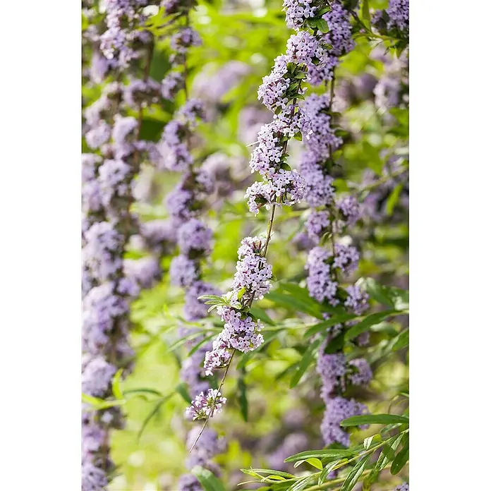 Pflanzen für dich Sommerflieder 100-125 cm - Buddleja alternifolia, Lila - Büschel hellvioletter Blüten an herabhängenden Zweigen, umgeben von grünem Laub.