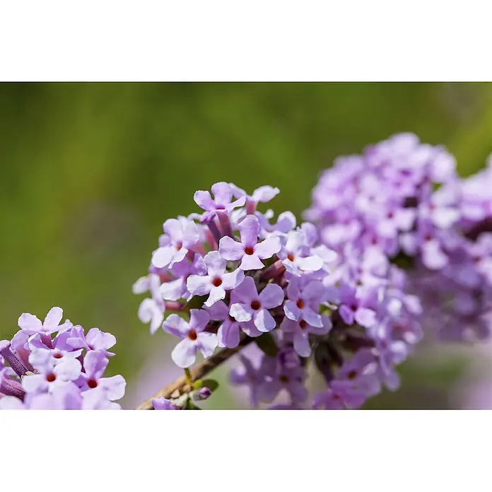 Pflanzen für dich Sommerflieder 100-125 cm - Buddleja alternifolia, Lila - Büschel kleiner hellvioletter Blüten mit orangefarbenen Mitten an einem Zweig.
