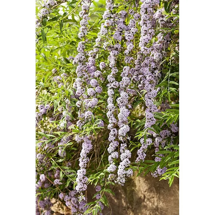 Pflanzen für dich Sommerflieder 100-125 cm - Buddleja alternifolia, Lila - Hängende Büschel kleiner, hellvioletter Blüten an einer grünblättrigen Pflanze.