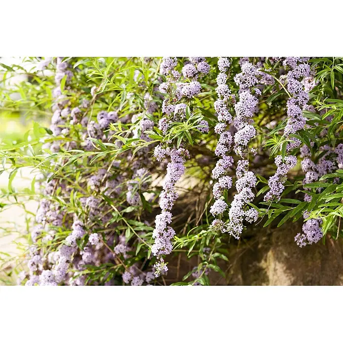 Pflanzen für dich Sommerflieder 100-125 cm - Buddleja alternifolia, Lila - Pflanze mit zahlreichen herabhängenden hellvioletten Blüten und leuchtend grünen Blättern.
