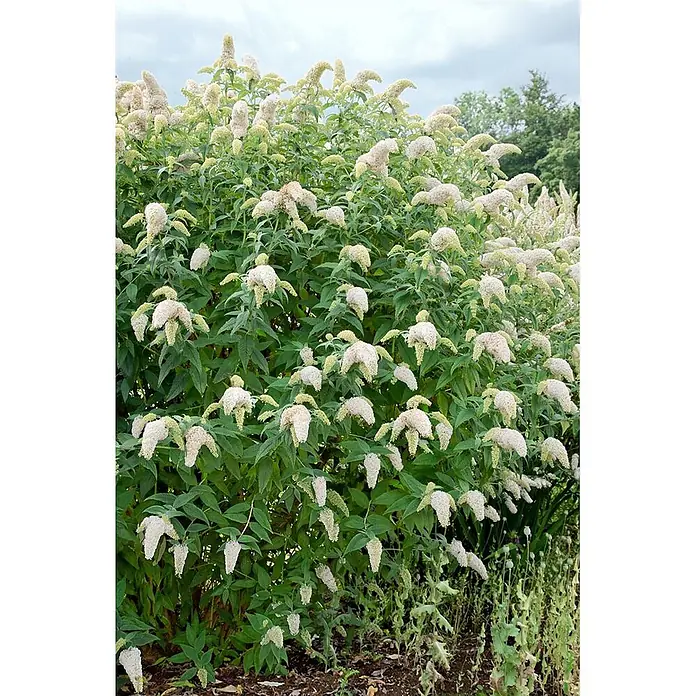 Pflanzen für dich Sommerflieder 40-60 cm - Buddleja 'White Bouquet', Weiß - Ein großer Busch mit vielen weißen, länglichen Blütenrispen und grünen Blättern, der im Freien wächst.