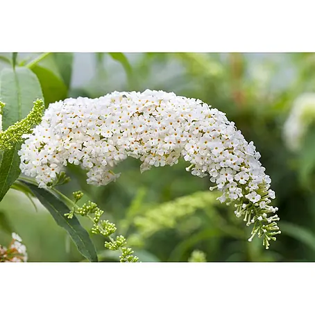 Pflanzen für dich  Sommerflieder 40-60 cm