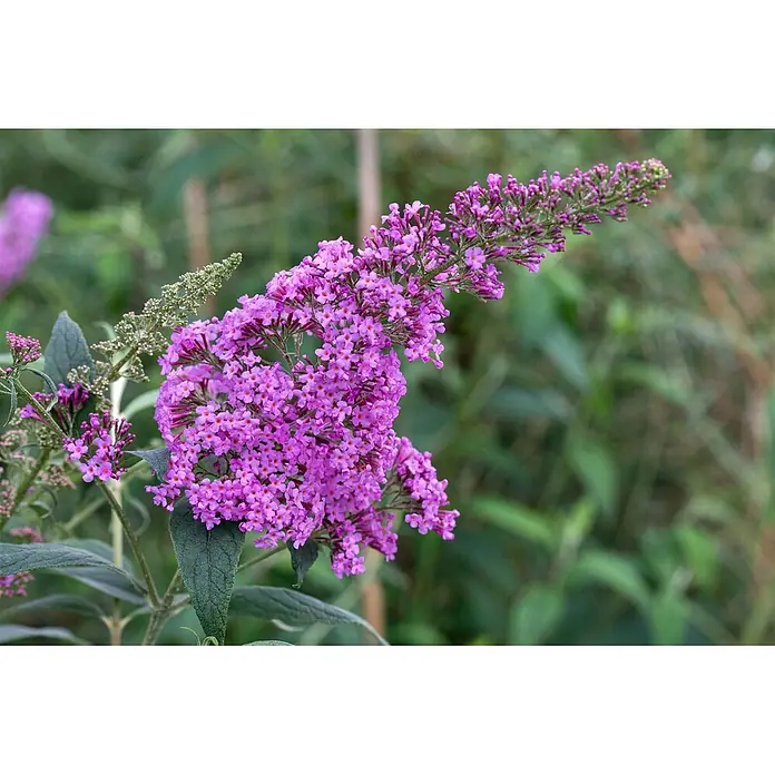 Pflanzen für dich Sommerflieder 15-20 cm - Buddleja davidii 'Border Beauty', Lila - Leuchtend violette Sommerfliederblüten in dichten, länglichen Dolden.