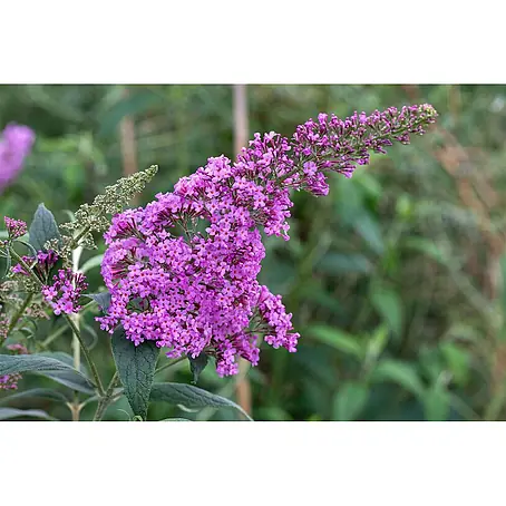 Pflanzen für dich  Sommerflieder Sommerflieder