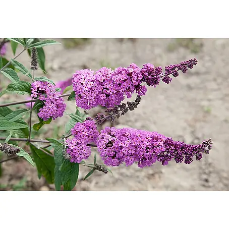 Pflanzen für dich  Sommerflieder 15-20 cm