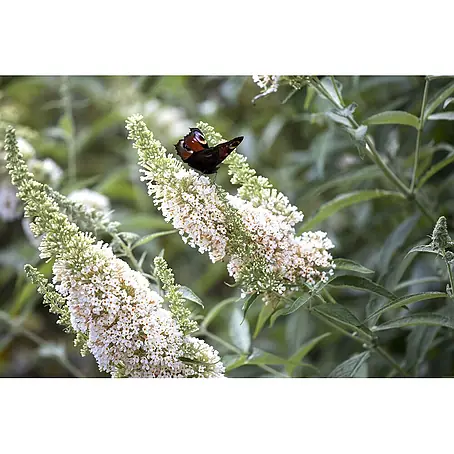 Pflanzen für dich  Sommerflieder 15-20 cm