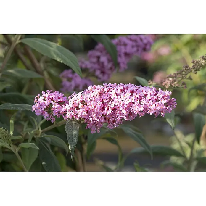Pflanzen für dich Sommerflieder 40-60 cm - Buddleja davidii 'Fascination', Violett - Ein rosafarbener Schmetterlingsflieder mit zahlreichen kleinen, leuchtend rosa Blüten in länglichen Trauben, umgeben von grünen Blättern.