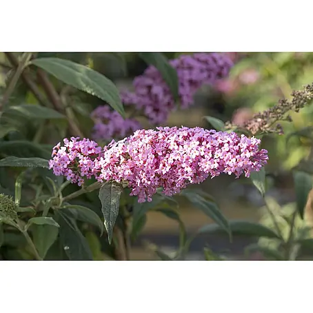 Pflanzen für dich  Sommerflieder 40-60 cm