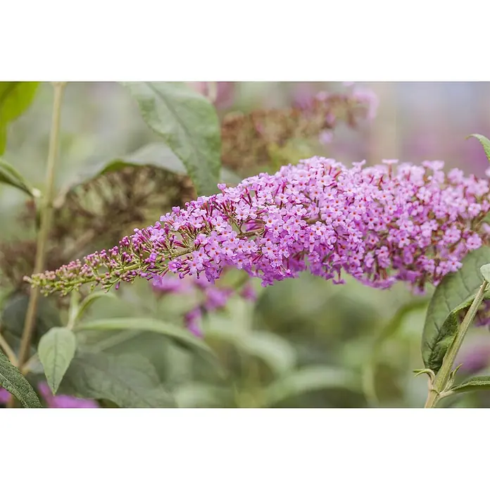 Pflanzen für dich Sommerflieder 40-60 cm - Buddleja davidii 'Pink Delight', Rosa - Lebendiger lila Blütenstand eines Sommerflieders mit vielen kleinen Blüten und orangefarbenen Zentren.