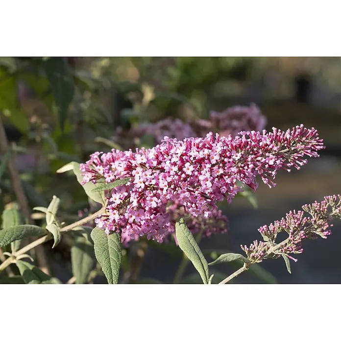 Pflanzen für dich Sommerflieder 40-60 cm - Buddleja davidii 'Pink Delight', Rosa - Nahaufnahme eines Zweiges eines Schmetterlingsflieders mit dichten Büscheln kleiner rosa Blüten und grünen Blättern.