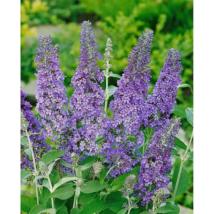 Pflanzen für dich Sommerflieder 40-60 - Buddleja davidii 'Gulliver', Lila - Leuchtend violette Schmetterlingsfliederblüten in konischen Büscheln.