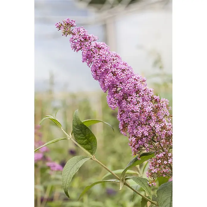 Pflanzen für dich Sommerflieder 40-60 cm - Buddleja davidii 'Pink Delight', Rosa - Leuchtend lila Sommerfliederblütenstand mit grünen Blättern.