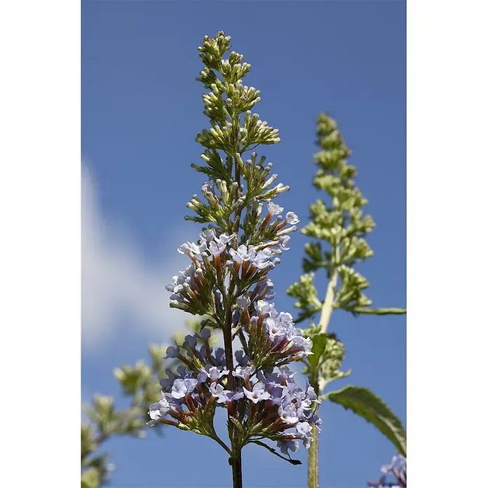 Pflanzen für dich Sommerflieder 40-60 cm - Buddleja davidii 'Sky Blue', Blau - Hoher Blütenstand von hellvioletten Schmetterlingsfliederblüten, unten blühend, oben grüne Knospen vor blauem Himmel.
