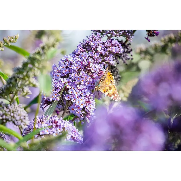 Pflanzen für dich Sommerflieder 40-60 cm - Buddleja davidii 'Lochinch', Lila - Ein braun-orangefarbener Schmetterling mit gefleckten Flügeln ruht auf einer Ansammlung kleiner violetter Blüten mit orangefarbenen Mitten.