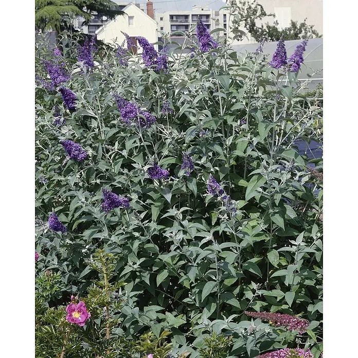 Pflanzen für dich Sommerflieder 40-60 cm - Buddleja davidii 'Lochinch', Lila - Üppiger Schmetterlingsflieder mit leuchtend violetten Blüten und grün-grauen Blättern, wachsend in einem Garten.