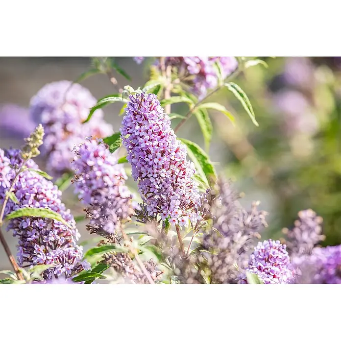 Pflanzen für dich Sommerflieder 40-60 cm - Buddleja davidii 'Sky Blue', Blau - Nahaufnahme leuchtend hellvioletter Blütenrispen mit kleinen orangefarbenen Zentren und grünen Blättern im Garten.