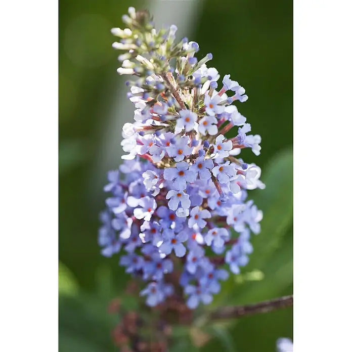 Pflanzen für dich Sommerflieder 40-60 cm - Buddleja davidii 'Sky Blue', Blau - Nahaufnahme eines lila Blütenstands mit kleinen orangefarbenen Zentren.