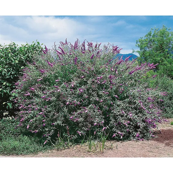 Pflanzen für dich Sommerflieder 40-60 cm - Buddleja davidii 'Lochinch', Lila - Ein großer Sommerflieder mit vielen violetten Blütenrispen, blühend im Freien.