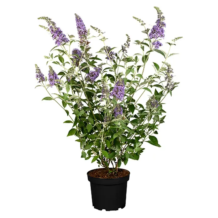 Pflanzen für dich Sommerflieder 40-60 cm - Buddleja davidii 'Lochinch', Lila - Getopfter Sommerflieder mit leuchtend violetten Blüten und grünen Blättern in einem schwarzen Topf.