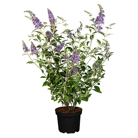 Pflanzen für dich  Sommerflieder 40-60 cm