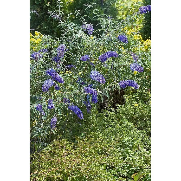 Pflanzen für dich Sommerflieder 40-60 cm - Buddleja davidii 'Sky Blue', Blau - Lebhaft lila Schmetterlingsflieder in voller Blüte, zieht Bestäuber in einem sonnigen Garten an.