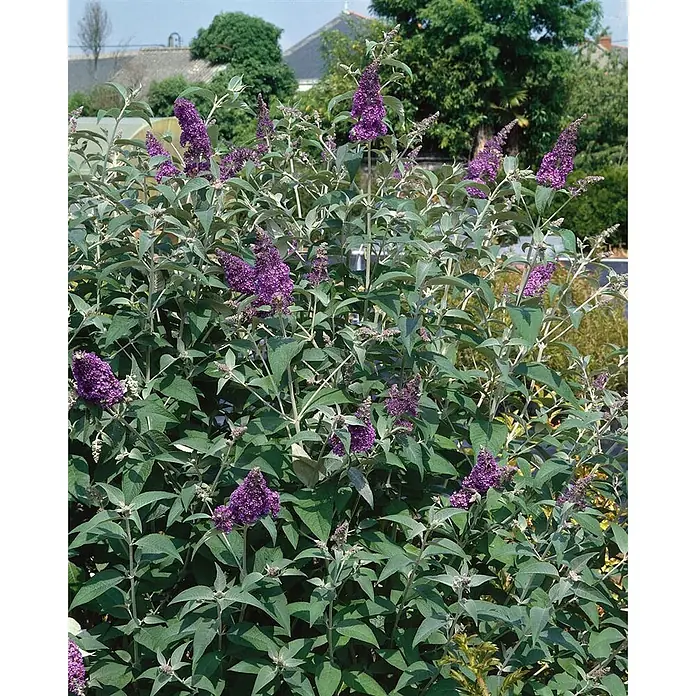 Pflanzen für dich Sommerflieder 40-60 cm - Buddleja davidii 'Lochinch', Lila - Buddleja-Strauch mit grünen Blättern und mehreren violetten Blütenrispen im Garten.