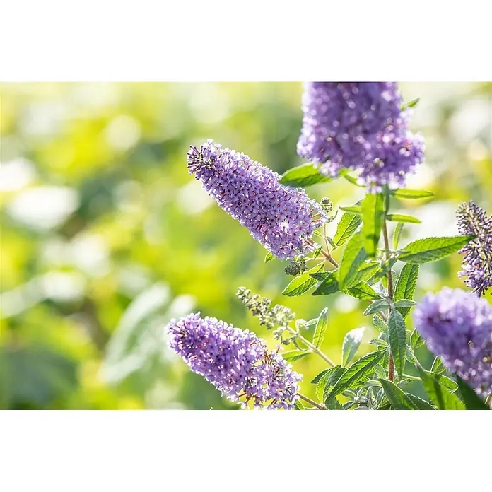 Pflanzen für dich Sommerflieder 40-60 cm - Buddleja davidii 'Sky Blue', Blau - Nahaufnahme leuchtend violetter Schmetterlingsfliederblüten in voller Blüte.