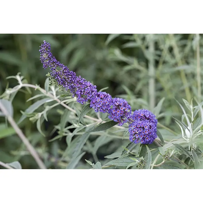 Pflanzen für dich Sommerflieder Sommerflieder - Buddleja davidii 'Nanho Blue', Blau - Nahaufnahme von leuchtend lila Sommerfliederblüten mit orangen Zentren an einem Zweig mit grünen Blättern.