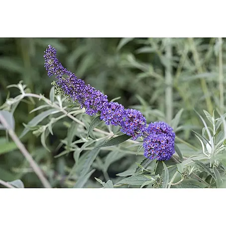 Pflanzen für dich  Sommerflieder Sommerflieder