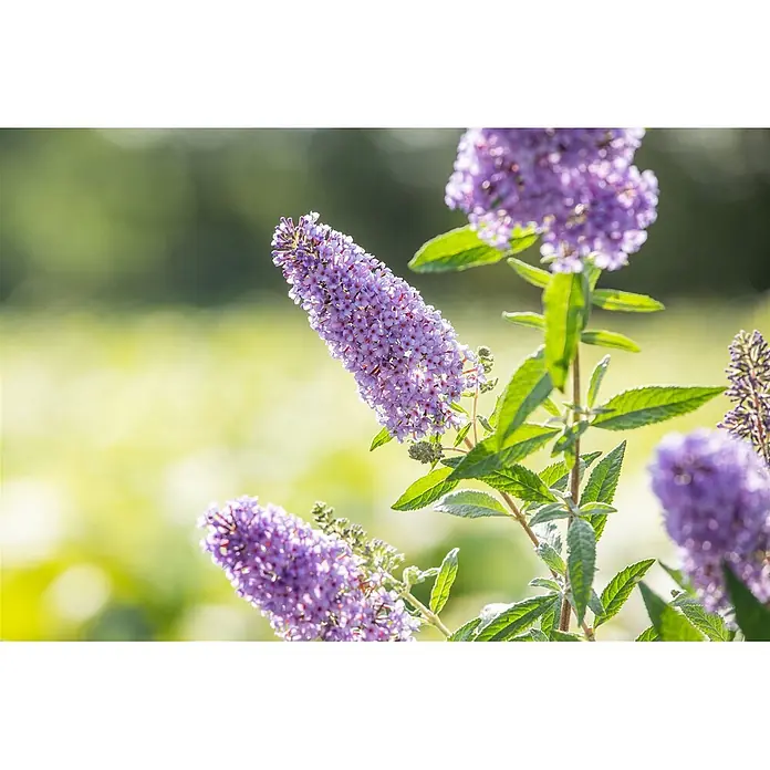 Pflanzen für dich Sommerflieder 40-60 cm - Buddleja davidii 'Sky Blue', Blau - Nahaufnahme von leuchtend lila, ährenförmigen Blüten an einer Pflanze mit grünen Blättern.