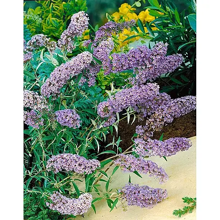 Pflanzen für dich  Sommerflieder 40-60 cm